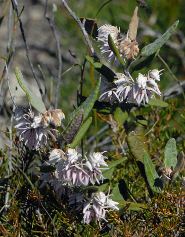 Lasiopetalum drummondii close