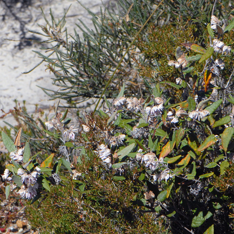 Lasiopetalum drummondii whole