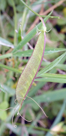 Lathyrus annuus whole