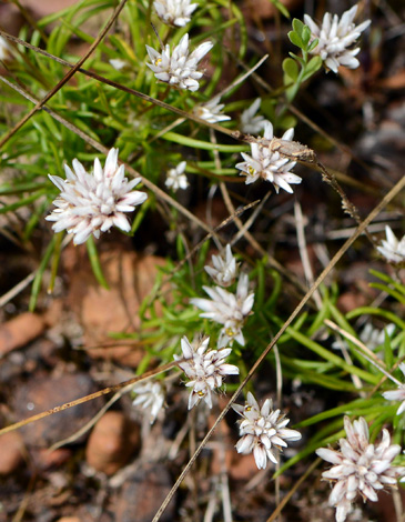 Laxmannia squarrosa close