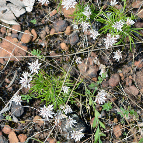 Laxmannia squarrosa whole