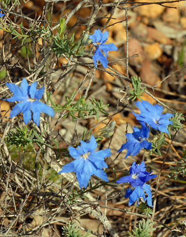 Lechenaultia biloba close