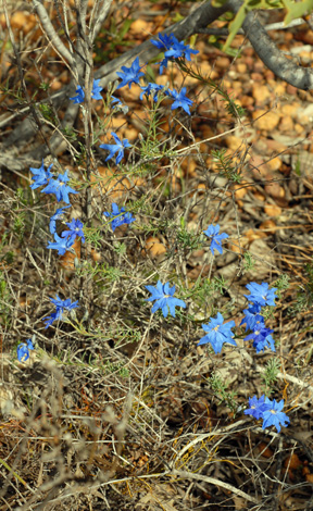 Australian Wild flower: Lechenaultia biloba Blue Leschenaultia