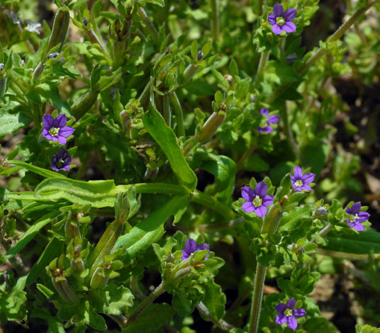 Legousia hybrida