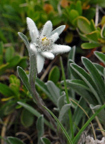Leontopodium alpinum whole