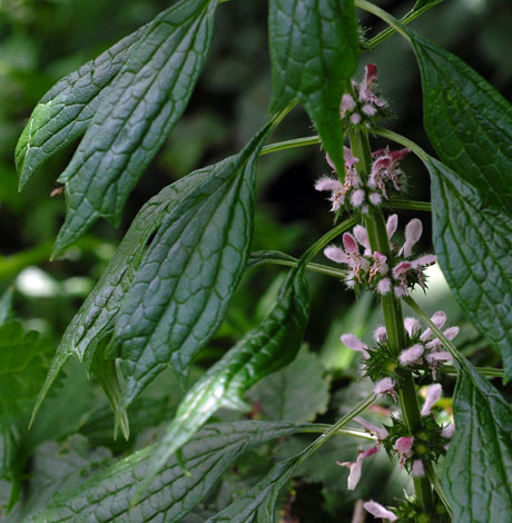 Leonurus cardiaca close