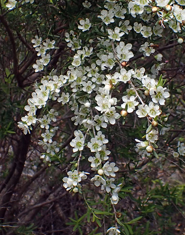 Leptospermum laevigatum close