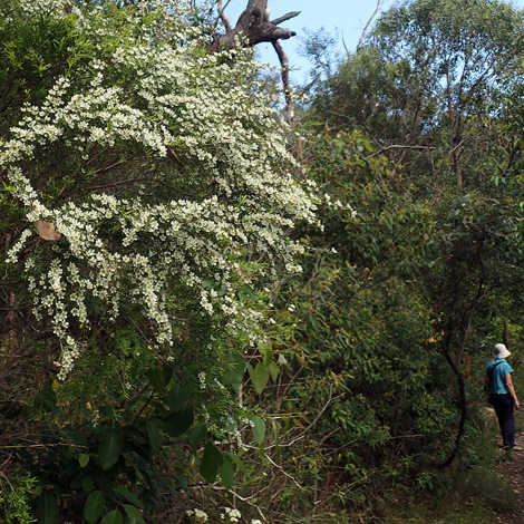 Leptospermum laevigatum whole