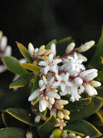 Leucopogon parviflorus close