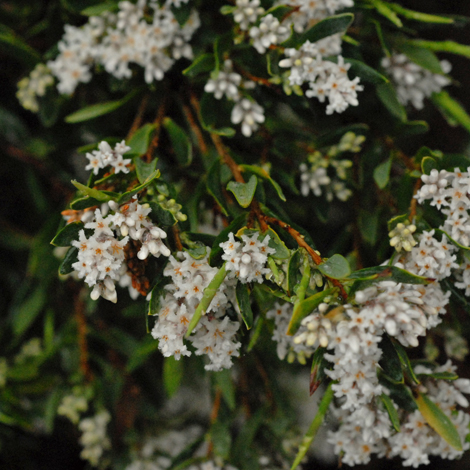 Leucopogon parviflorus whole