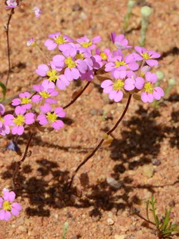 Levenhookia leptantha trumpet stylewort whole