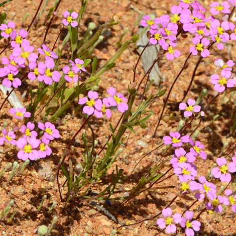 Levenhookia leptantha trumpet stylewort whole
