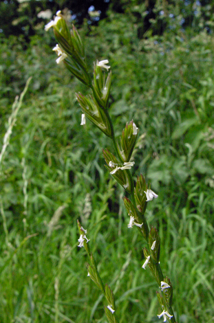 Lolium perenne