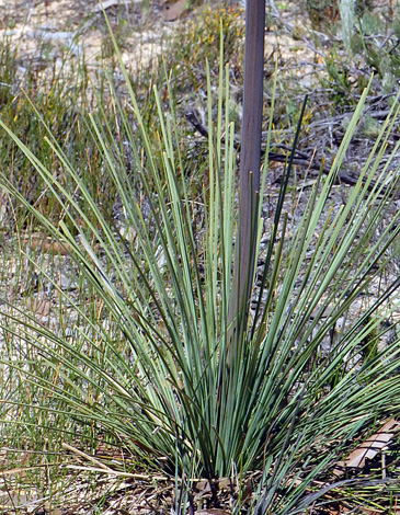 Lomandra hastilis close