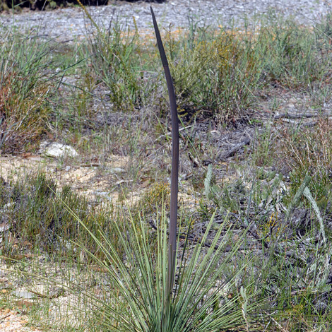 Lomandra hastilis whole