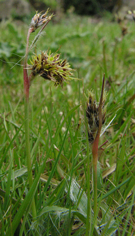 Luzual campestris whole