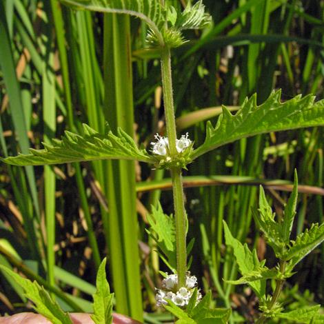 Lycopus europaeus close