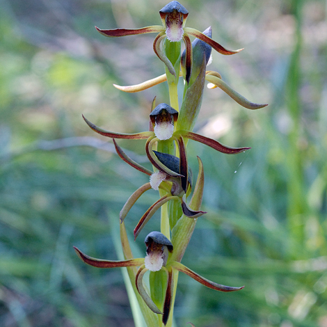 Lypernathus serratus close