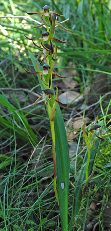 Lypernathus serratus whole