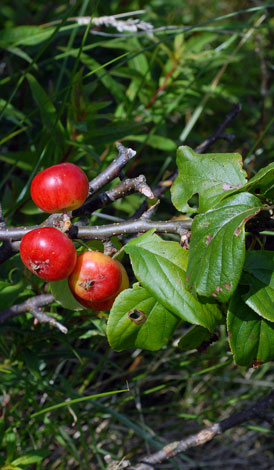 Malus sylvestris fruit