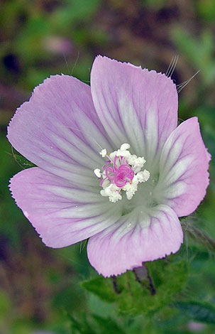 Malva setigera flower