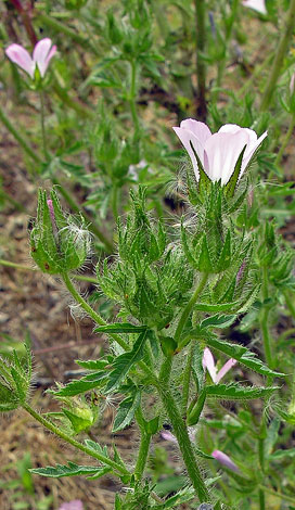 Malva setigera hairy stem