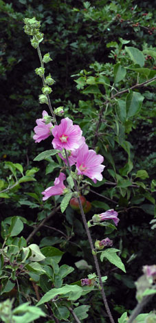 Lavatera x clementii