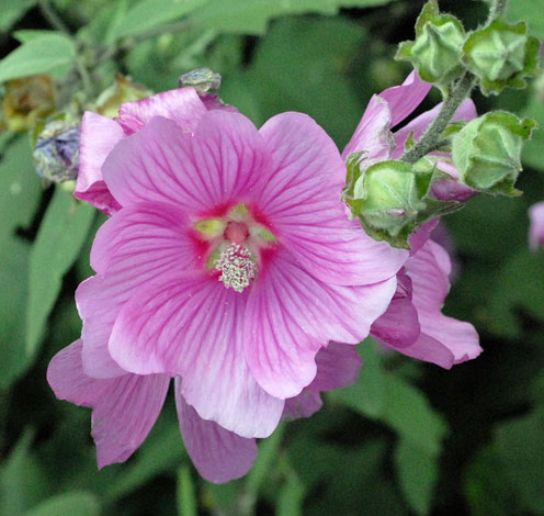 Malva x clementii close