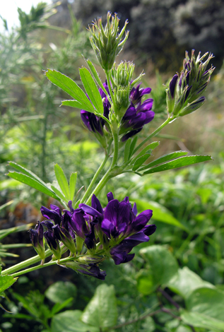 Medicago sativa ssp sativa close