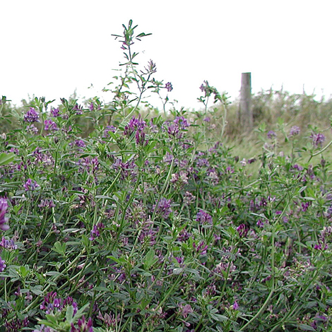 Medicago sativa ssp sativa whole