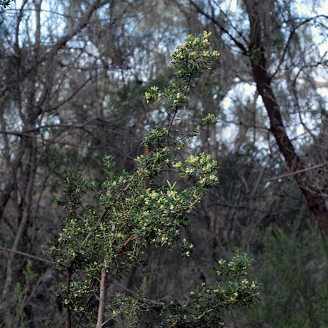 monotoca elliptica whole