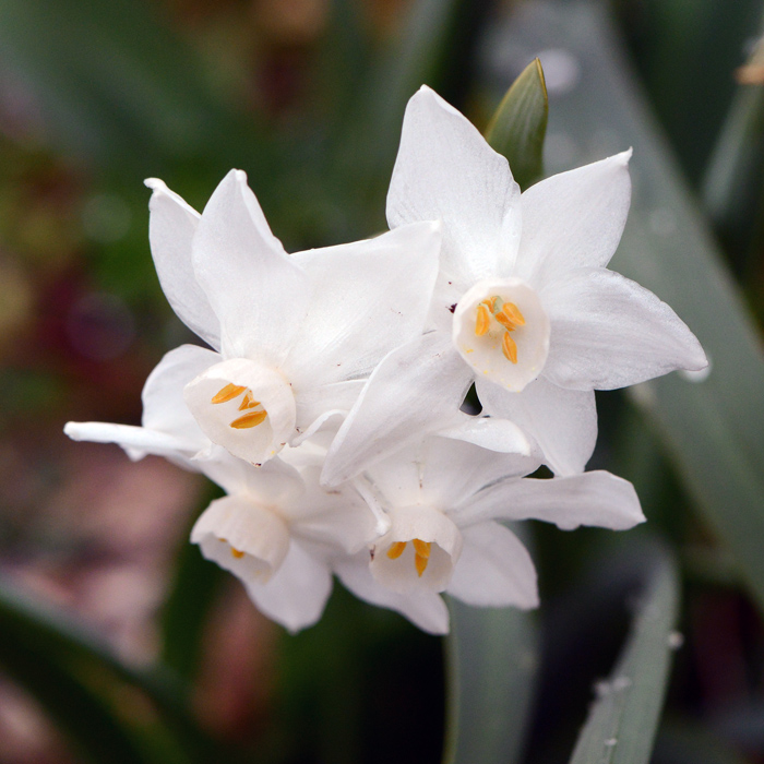 European Wild Plant: Narcissus papyraceus Paper White Narcissus