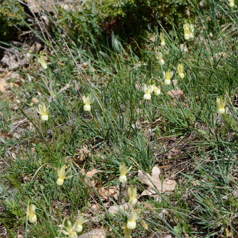 Narcissus truandrus ssp pallidus whole