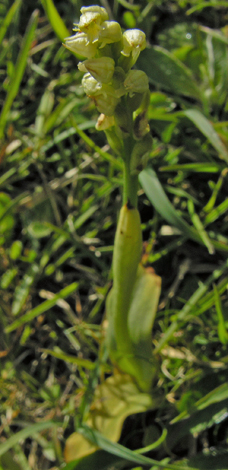 Neotinia maculata whole