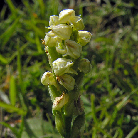 Neotinia maculata close