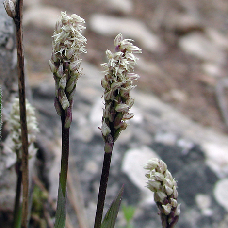 Neotinia maculata (Cyprus)