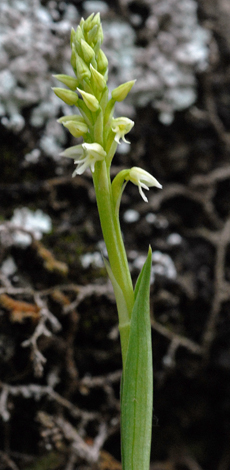 Neotinia maculata (Spain)