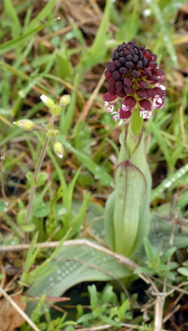 Neotinea ustulata whole