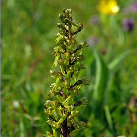 Neottia ovata close