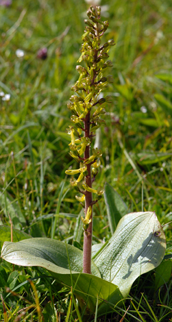 Neottia ovata whole