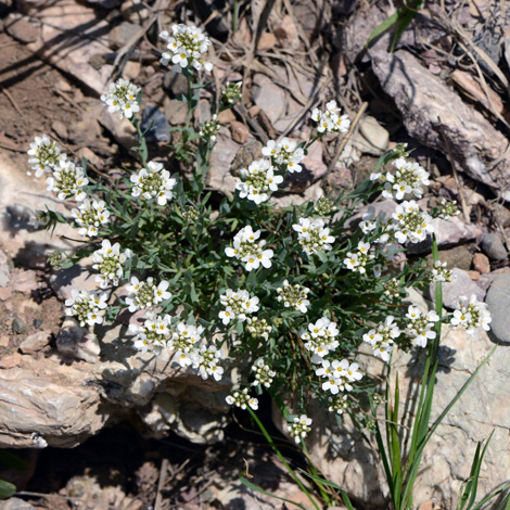 Noccaea kurdia whole