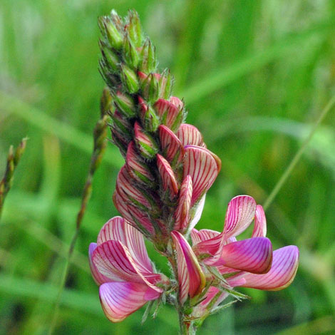 Onobrychis viciifolia close