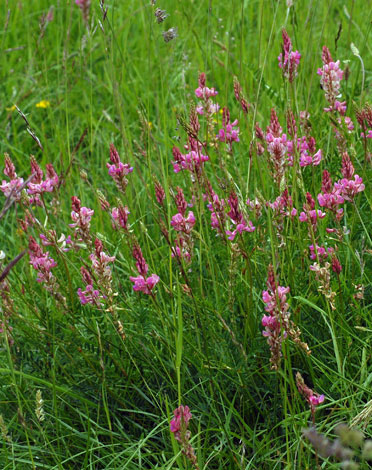 Onobrychis viciifolia whole