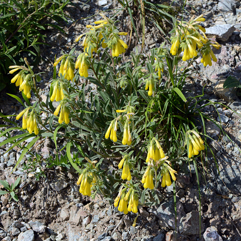 Onosma caucasica whole