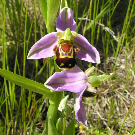 Ophrys apifera close