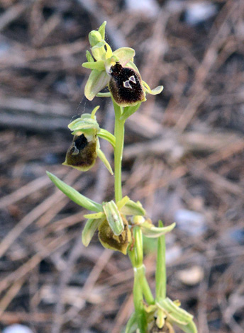 Ophrys argolica ssp climacis close
