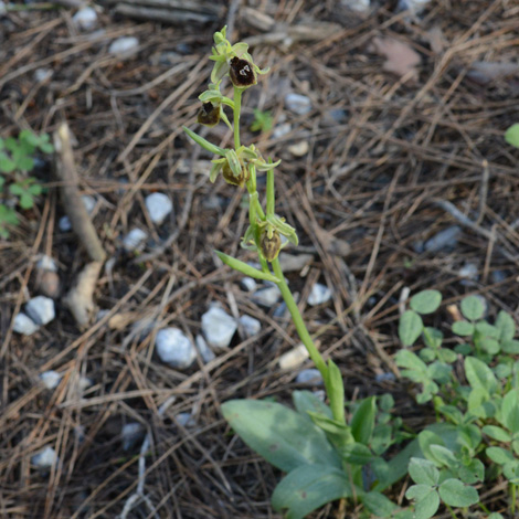 Ophrys argolica ssp climacis whole