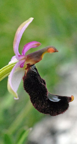 Ophrys bertolonii side