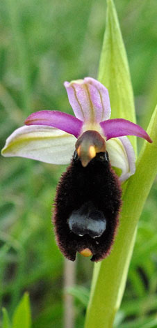 Ophrys bertolonii front