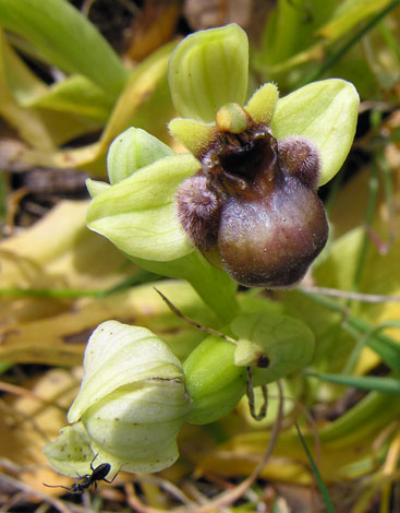 Ophrys bombyliflora close
